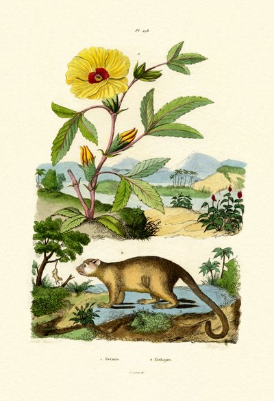 Rose of Sharon by French School